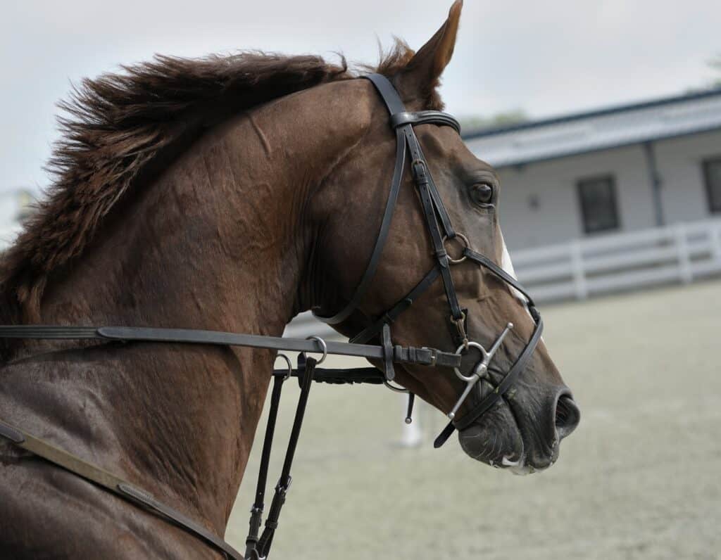 close up of horse horizontal