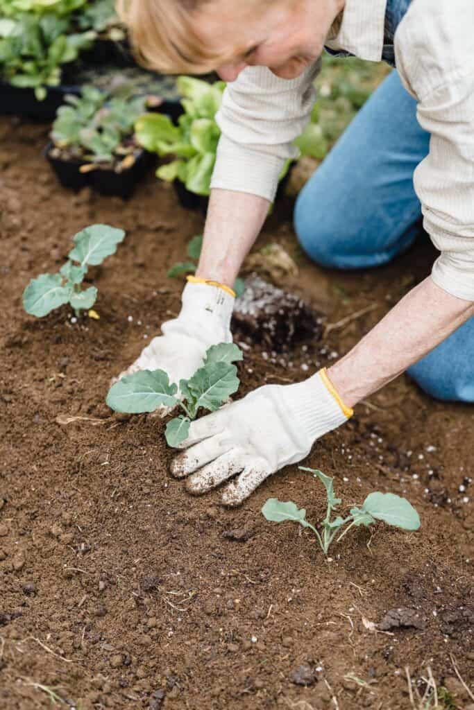 growing food