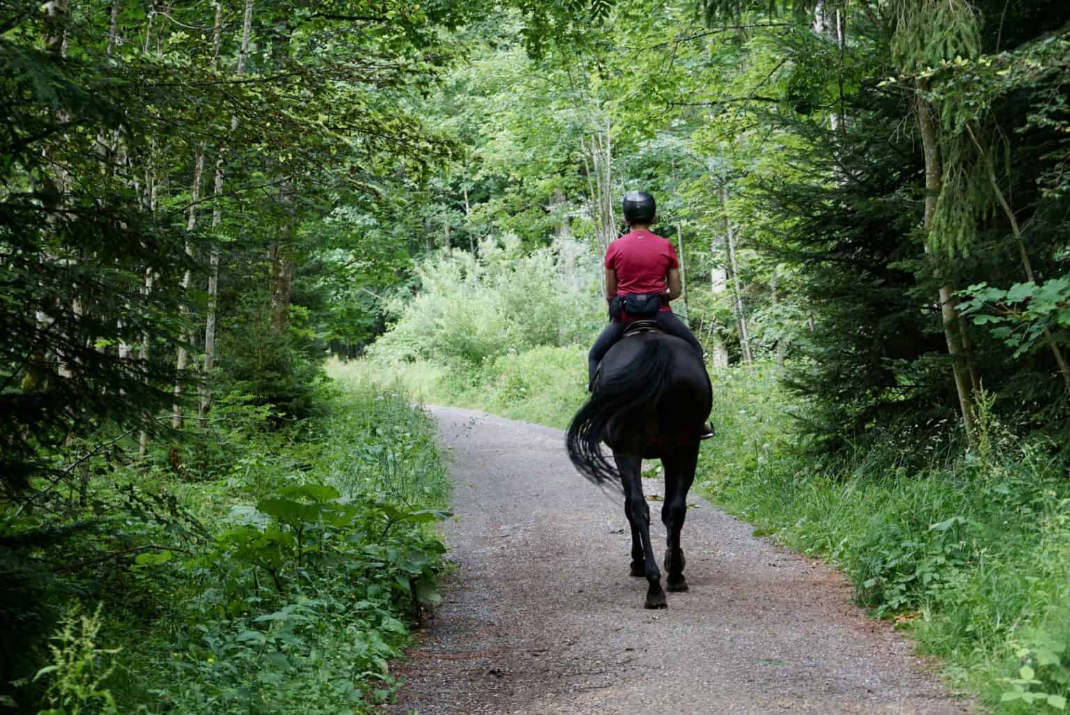 Horse Riding Cruelty What You Need To Know The Minimalist Vegan
