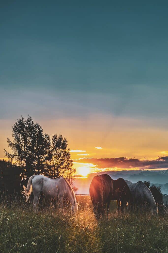 horses in wild