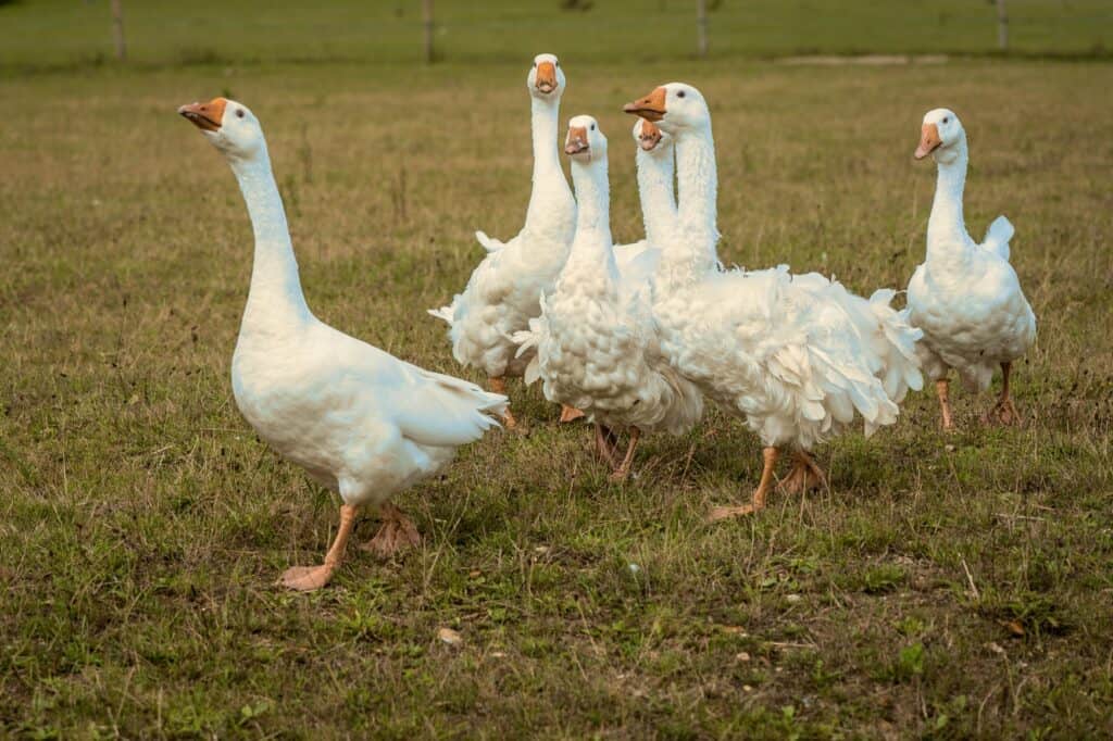 are feathers vegan