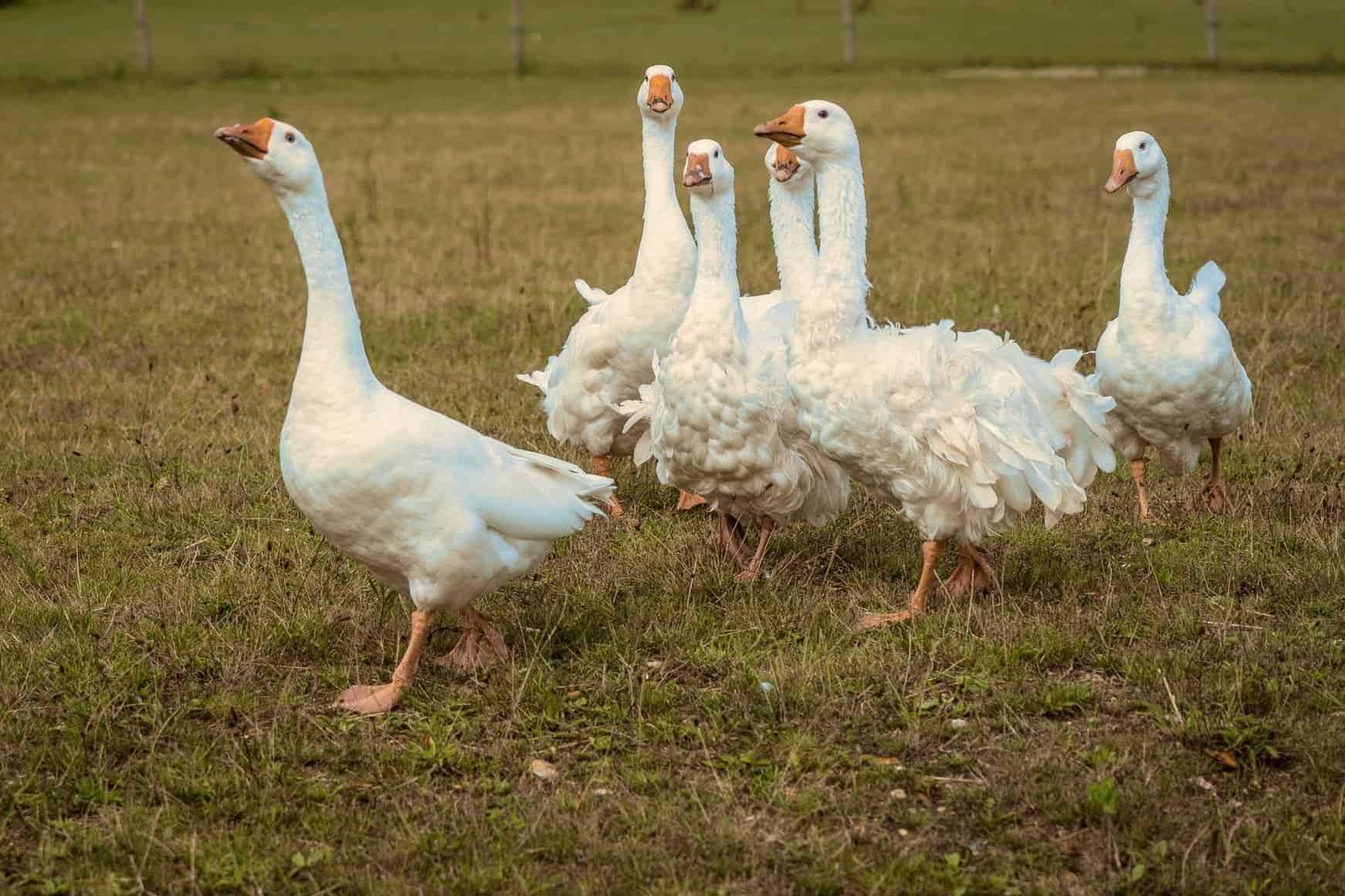 Is Cashmere Cruel? How This Luxury Material is Produced