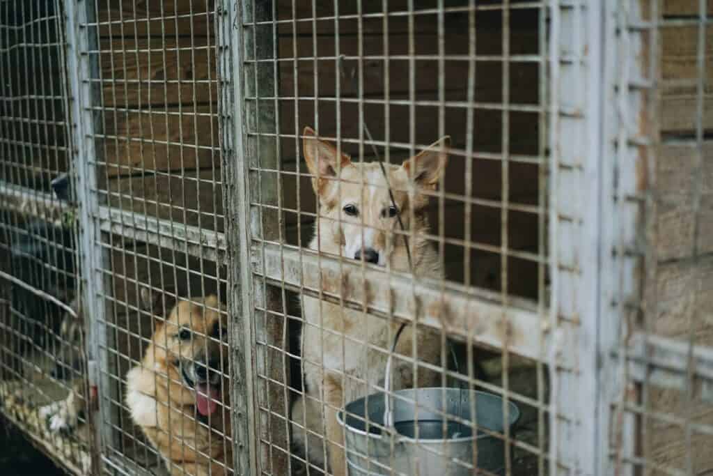 dogs in animal shelter