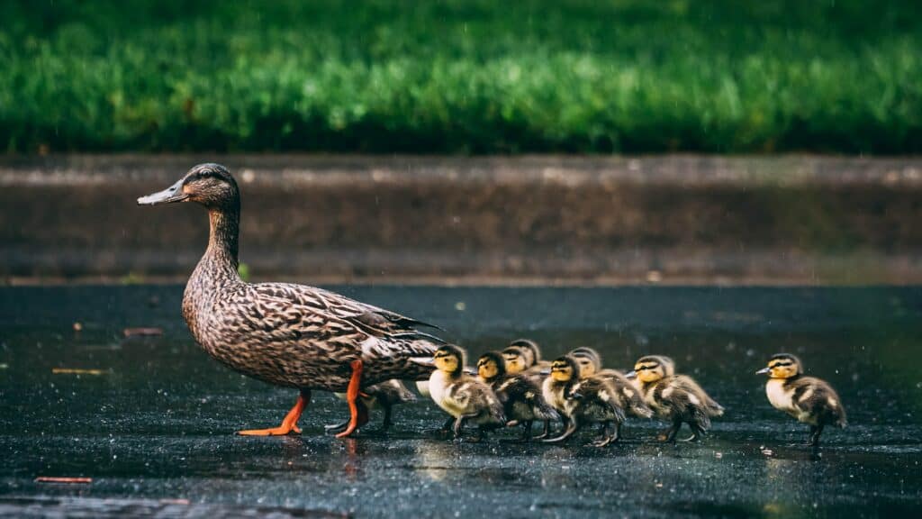 duck family