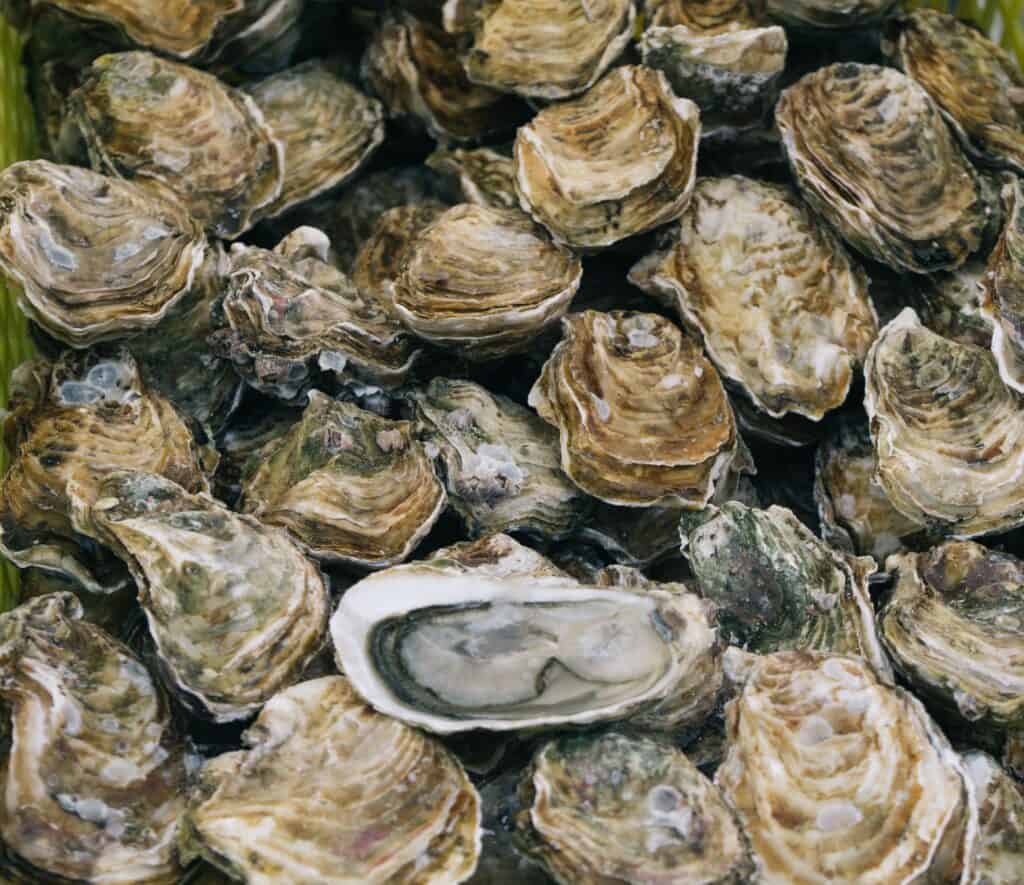 a group of oysters