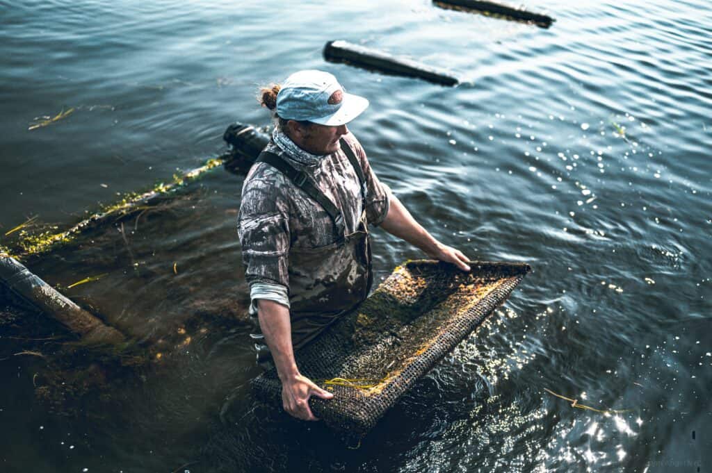 oyster farming