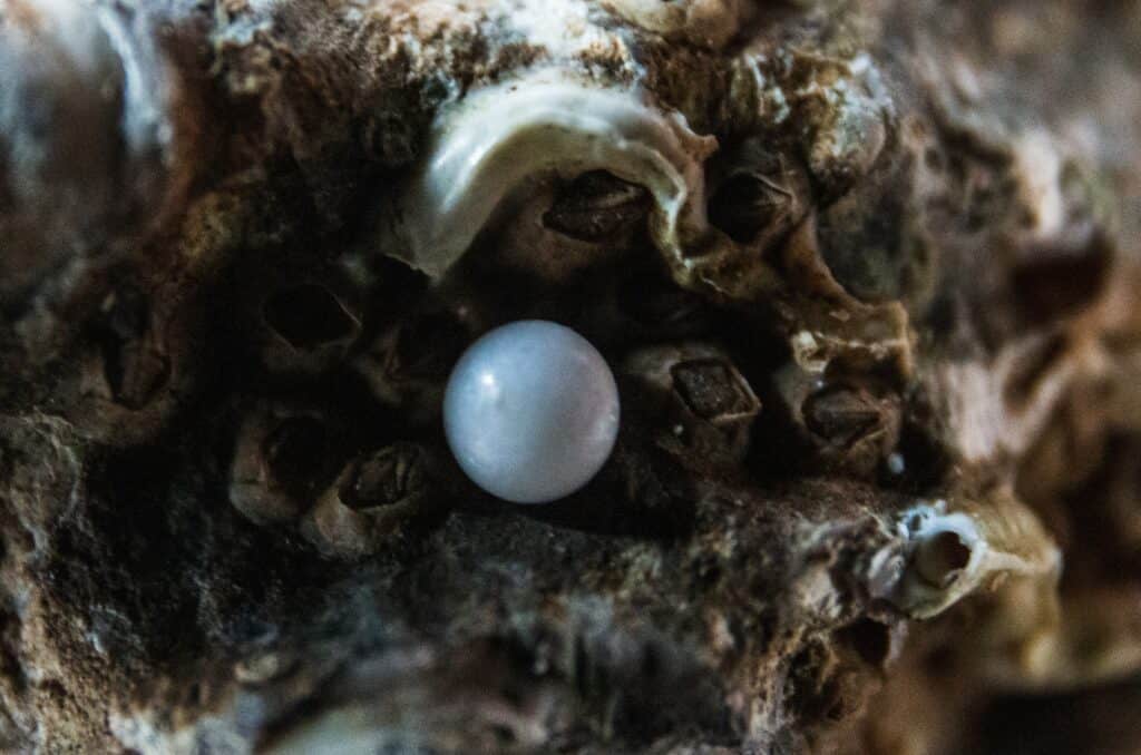 oyster pearls