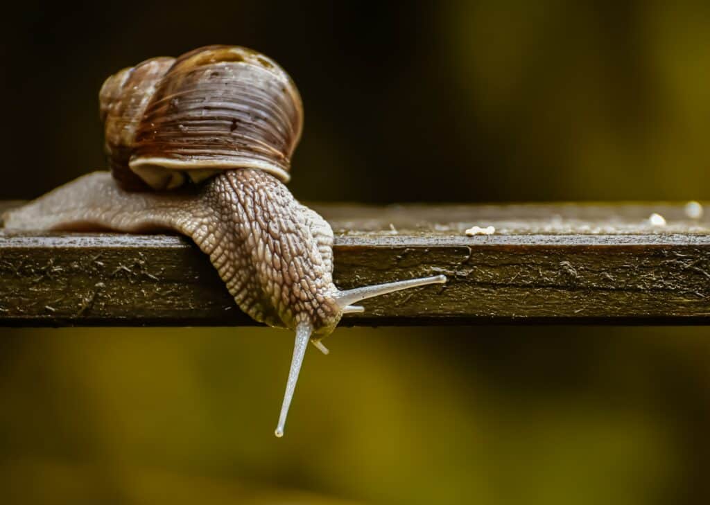 snail