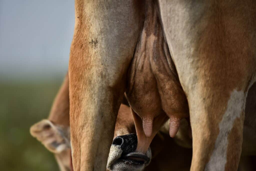 calf drinking cow milk