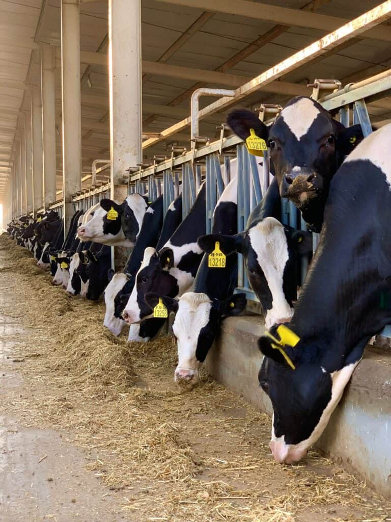 commercial dairy farm