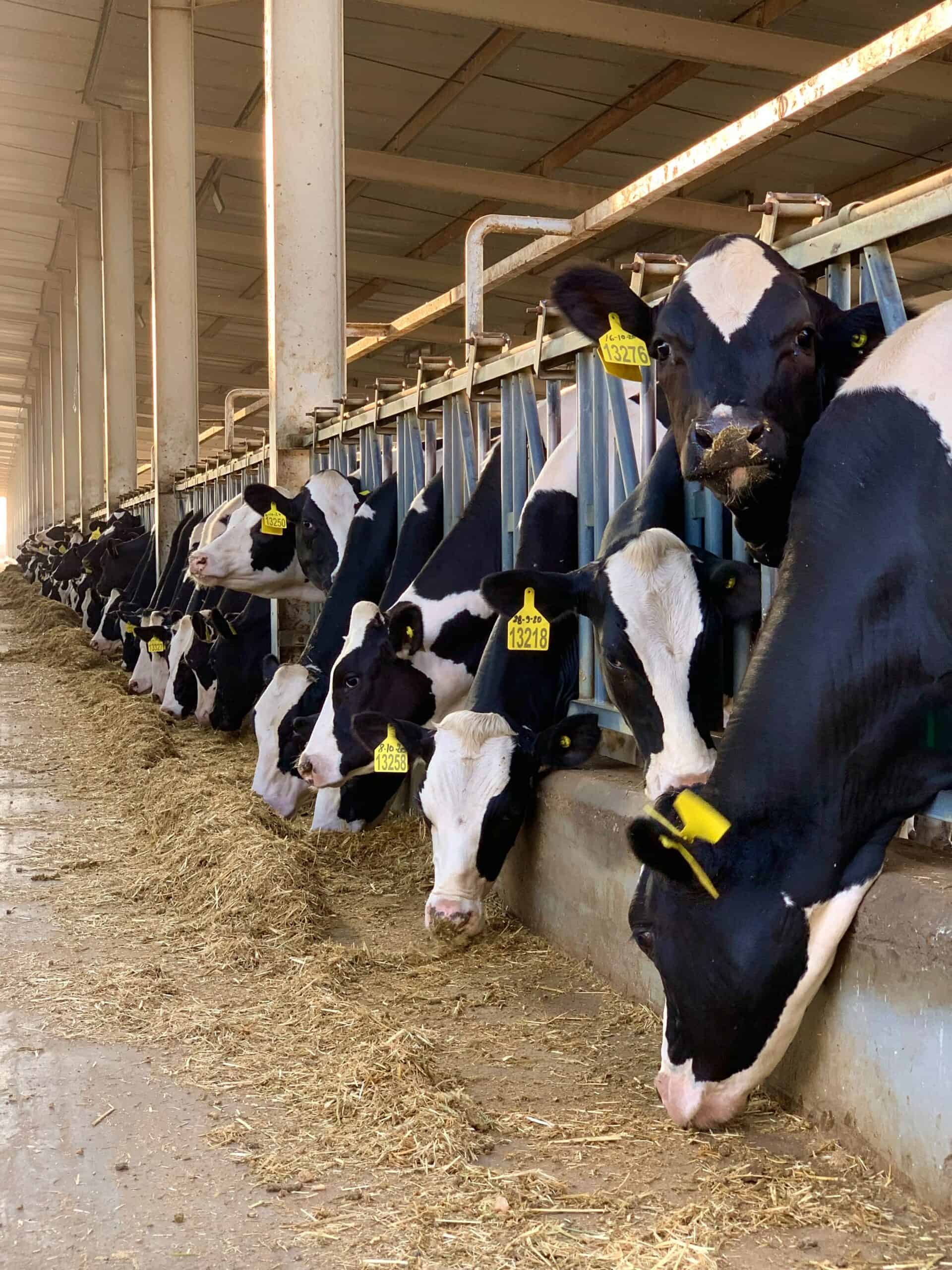 Cruelty Free Milk Explained Ranking The Worst To The Best The 