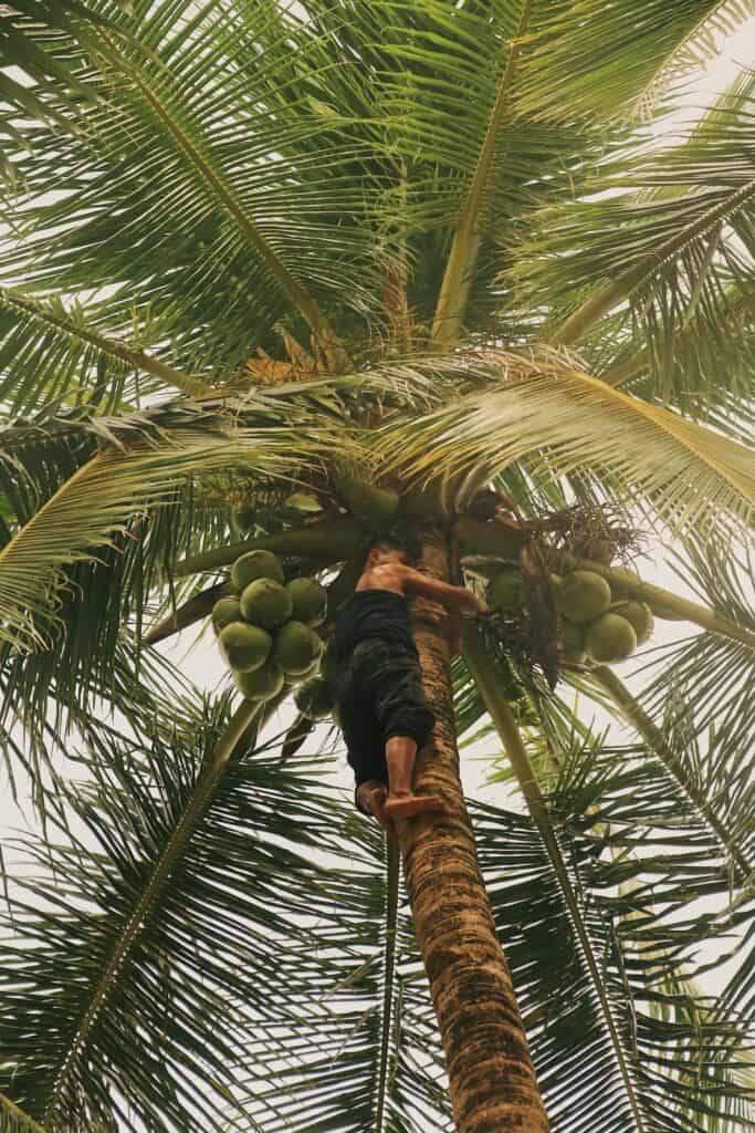 harvesting from coconut tree