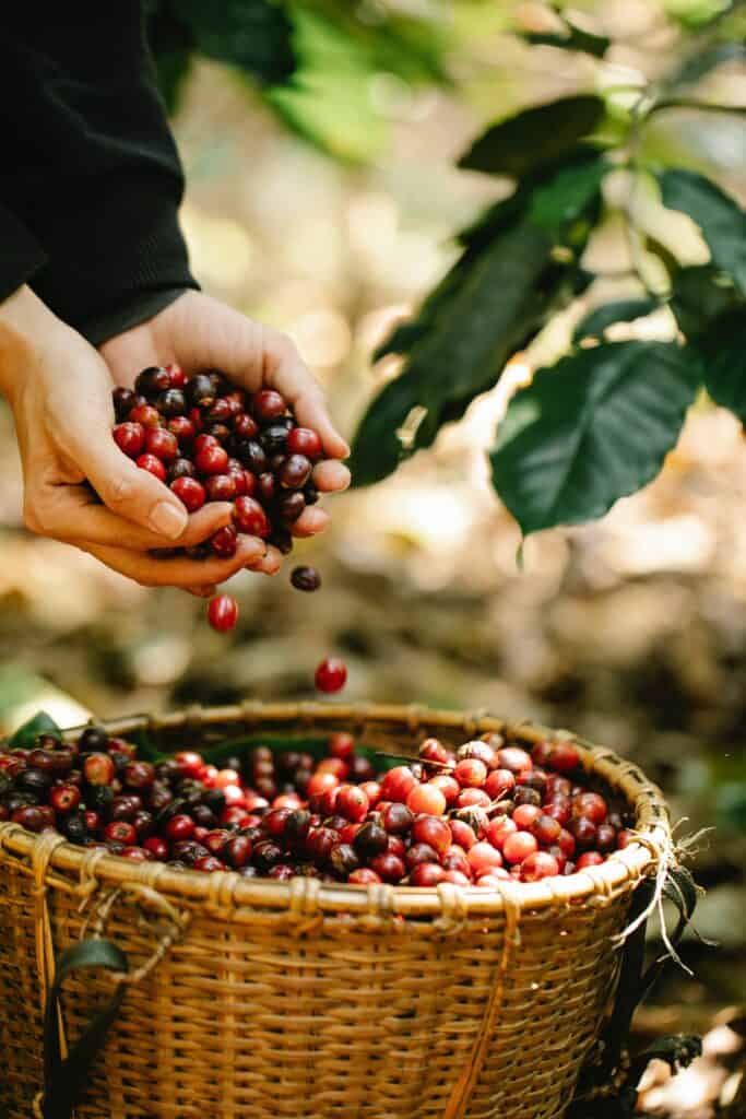 man picking berries