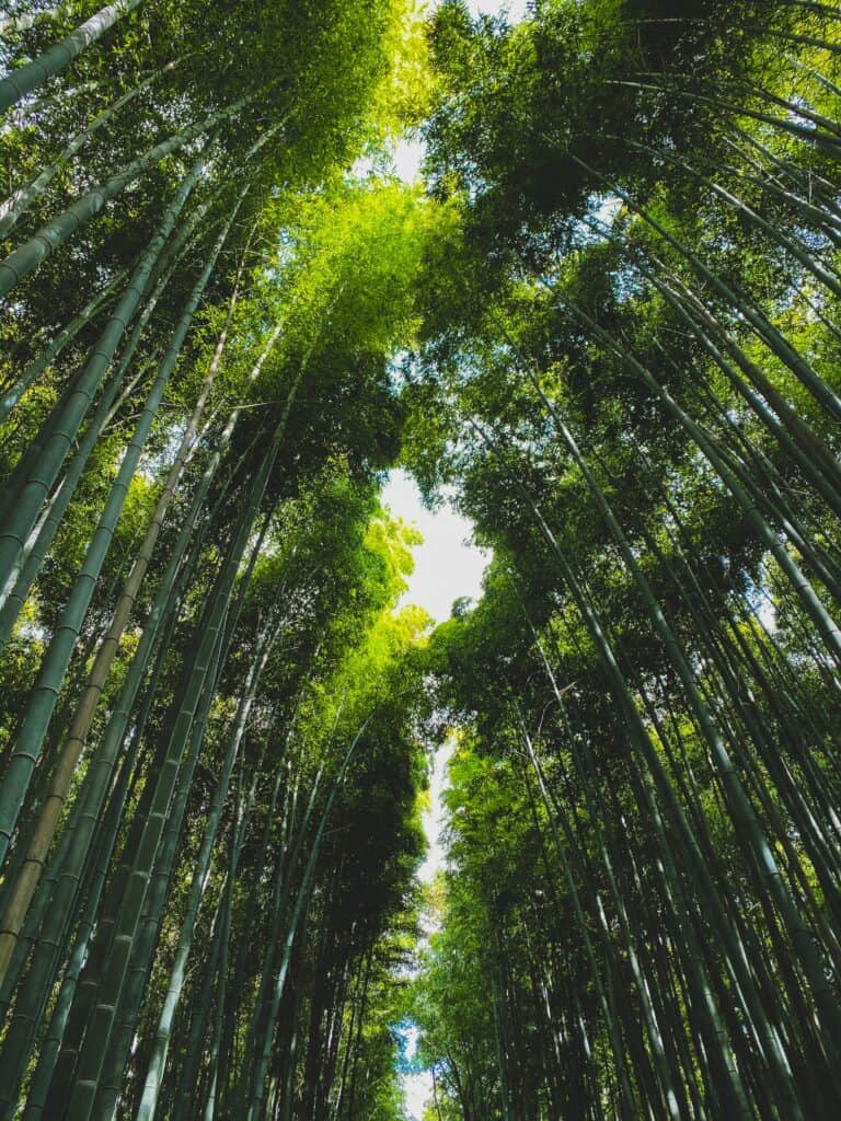 bamboo forest