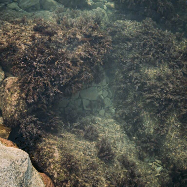 Top 12 Sea Moss Benefits and How to Use it in Vegan Foods