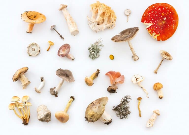 Top 16 Types of Edible Mushrooms with Pictures [SELECTIVE]