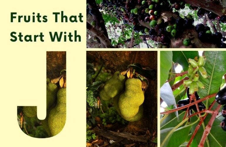 25 Fruits That Start With J (List with Pics)